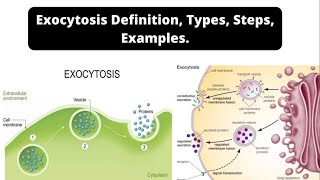 Exocytosis Definition Types Steps Examples [upl. by Ainet]