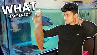 Arowana is No More💔😭 How to Clean 5ft Monster Aquarium‼️ 😱arowana monster [upl. by Serolod]