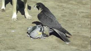 Perigrine Falcon Destroys Pigeon [upl. by Lokin]