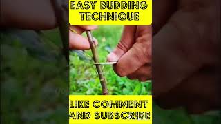 Easy Budding Technique  Budding  Grafting [upl. by Akcire]