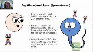 Genes Genetics and Genetic Inheritance How Does Genetic Inheritance Work [upl. by Ahsirtap276]