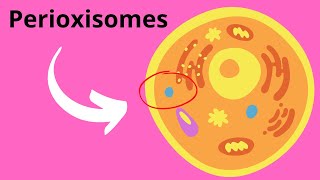 Peroxisomes Structure and Function [upl. by Storer]