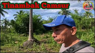 Camarines sur bihira palang ang may calamansian [upl. by Pollux]