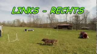 NADAC HoopersAgility Trainingsaufbau einer Übung [upl. by Audette]