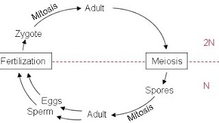 Kingdom Protista  Part 6  Life Cycle  Zoology  Class XI Foundation  NEET  by DSP sir [upl. by Whiteley728]