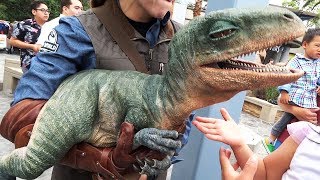 Raptor Encounter with Blue and Baby Tango in Jurassic World at Universal Studios Hollywood [upl. by Nileek]