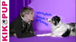 How to communicate with a dog in his own language [upl. by Ecurb195]