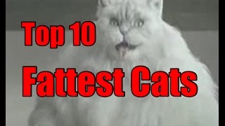 Worlds Fattest Cats  Top 10 Record Breaking Fat Cats [upl. by Wendelin525]