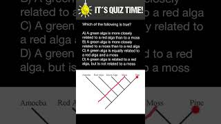 How to understand phylogenetic trees [upl. by Jaquith97]