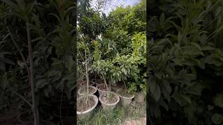 Chikoo Sapota plant Growing youtubeshorts shortsviral shortsfeed shorts chikooaurbunty plants [upl. by Trotta931]