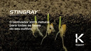 Stingray Ascophyllum nodosum O biotivador 100 natural para todas as fases do seu cultivo [upl. by Lairbag189]