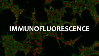 Immunofluorescence IF Immunohistochemistry IHC and Immunocytochemistry ICC [upl. by Billye]