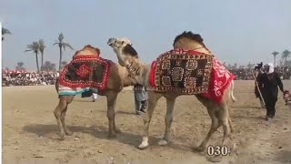 camel fight dangal  ont mela [upl. by Stanwood]