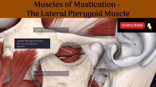 Lateral Pterygoid muscle  Origin  Insertion  Nerve Supply  Actions  Relations [upl. by Nalak]