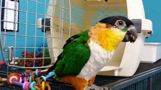 Bandit Caique Hopping [upl. by Allicserp]