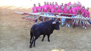 Aldeia da Ponte  8º touro  XXXVII Festival ‘Ao Forcão Rapazes’  Soito 1682024 [upl. by Cherianne]