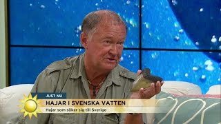 Hajar i svenska vatten  Nyhetsmorgon TV4 [upl. by Neils]