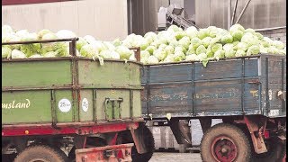 So wird Sauerkraut hergestellt  Hengstenberg in Fritzlar [upl. by Lebana]