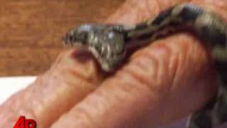 Raw Video Two Headed Snake Found in Illinois [upl. by Acinnod]