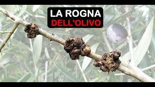 ROGNA DELLOLIVO [upl. by Loralie]