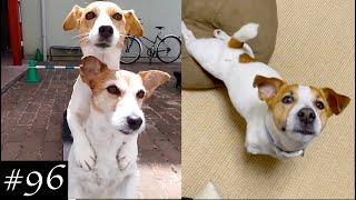 New Jack Russell Videos  Jack Russell Terrier Compilation [upl. by Eniamirt986]