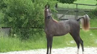 Arabian horse mare LAMANA 1 by Sax Arabians Germany [upl. by Ancel]