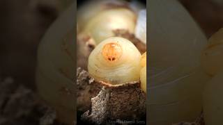 wasp larvae 😲  Tropical Forest Bees bees wasps [upl. by Nais]