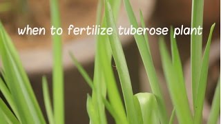 When to Fertilize Tuberose Plant Tuberose bulbs update video [upl. by Angy]