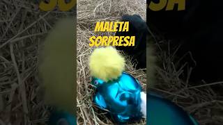 peluso estrena maletadontrucoycurioso viralviralvideo parati mascotas funnyvideos [upl. by Medwin401]