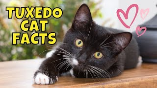 10 Surprising Facts About Tuxedo Cats [upl. by Arraek836]