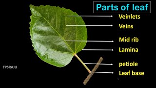 6th science 2nd lesson  part  7 LEAF  PARTS  VENATION  FUNCTIONS [upl. by Yrotciv]