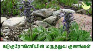 கடுகுரோகிணியின் மருத்துவ பயன்கள் Medicinal Uses of Picrorhiza Kurroa [upl. by Ellohcin817]