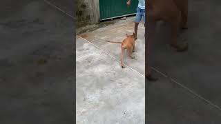 Adventures with My Playful Rhodesian Ridgeback Puppy [upl. by Dust538]