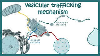 Vesicle trafficking  vesicle transport in cell  molecular mechanism [upl. by Korff957]