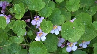 Cymbalaria muralis weed or a treasured garden plant [upl. by Eimmelc]