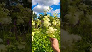 Unser Möllner Park 😍 Mädesüß und Weidenröschen in der Blüte [upl. by Waldman]