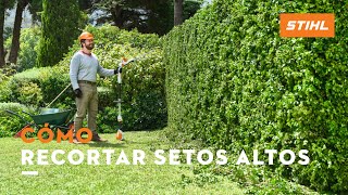 Cómo recortar setos altos con el cortasetos de altura HLA 56  STIHL [upl. by Shimkus]