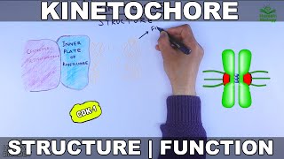 Kinetochore  Structure and Function [upl. by Yorgerg]