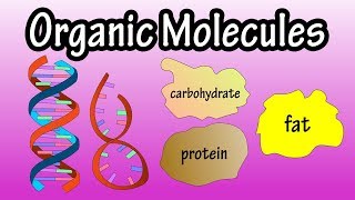 Major Groups Of Organic Molecules  What Are Organic Molecules  The Molecules Of Life [upl. by Willtrude905]