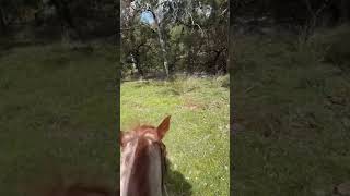 Just a day mustering australia farming sneaky cattle muster mindset fyp aussiecowpoke [upl. by Kcoj]