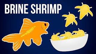 The Ultimate Guide to Hatching Baby Brine Shrimp [upl. by Tenay399]