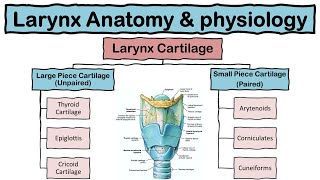 Larynx Voice Box Anatomy and Physiology  Cartilages  Functions  Respiratory system  Hindi [upl. by Deegan]