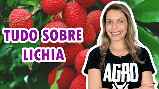 TUDO SOBRE LICHIA  Dicas de cultivo curiosidades e benefícios para a saúde [upl. by Cavanaugh]