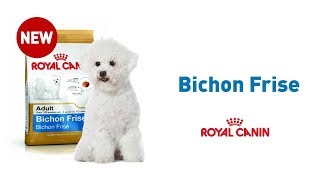 The Bichon Frise  Royal Canin Breed Health Nutrition [upl. by Romola706]