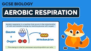 Aerobic Respiration  GCSE Biology [upl. by Odranar]