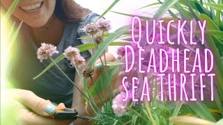 ✂️🌸 How to Video Deadhead Sea Thrift  Armeria Quick Clip Tips by • Growing Home Gardening [upl. by Mikahs291]