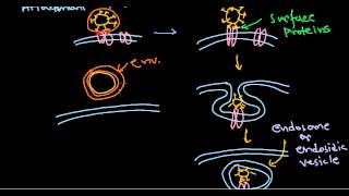 6 Viral pathogenesis step by step process [upl. by Bowie]