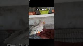 Allhahhumdulillah☝🏻 Albino Fisheri 🤍🫶🏻❤️‍🔥 🫰🏻 fypシ trending viral shortsviral jummamubarak [upl. by Saravat]