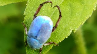 Petit scarabée bleu au potager syntropique sous une petite pluie ☔ [upl. by Elicia]