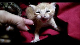 How To Hand Tame A Feral Kitten In Minutes angry cat sounds [upl. by Mansfield]